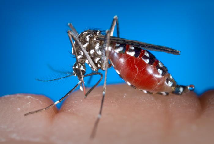 aedes-albopictus-female-mosquito