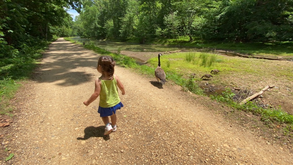 Image of a little girl walking away from the camera alongside a goose by a canal.
