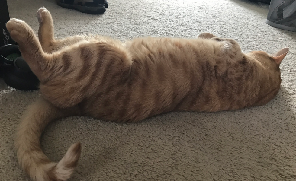 Orange tabby cat on her back, showing her belly.